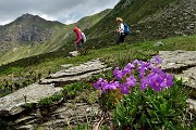 77 Primula hirsuta